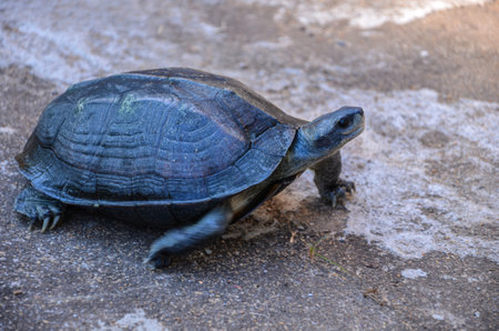 Freshwater turtlesの写真素材