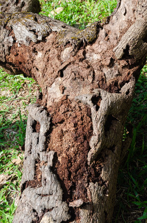 Decaying wooden log of a tree trunk.の写真素材