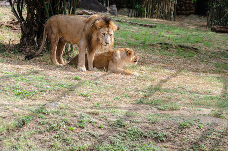 A pair of lions in a zooの写真素材