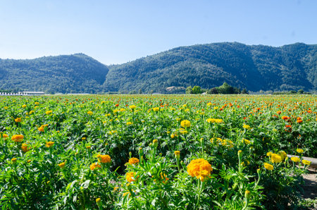 Marigold cultivation in a flower farm in the Fraser Valley, British Columbia, Canada