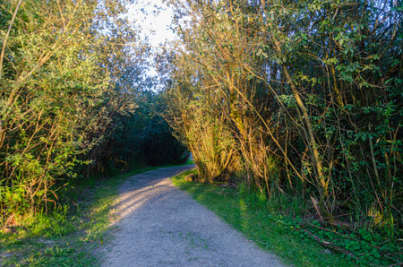 Matsqui Trail along the Fraser River bank near Mission Bridge, Fraser Valley, British Columbia,...