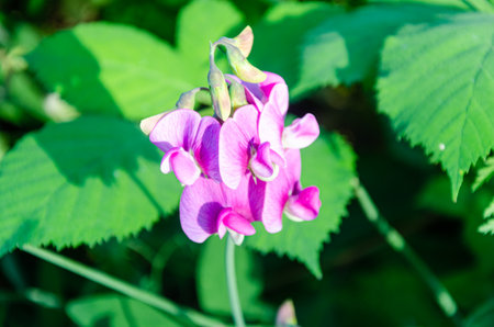 Wild flowers of Fraser Valley found at Chilliwack, British Columbia, Canadaの写真素材
