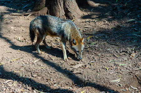 A fully grown jackal in a zoo