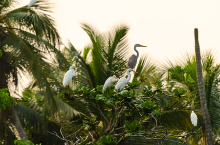 Migratory birds relaxing on the tree during a brief break in their flightの写真素材
