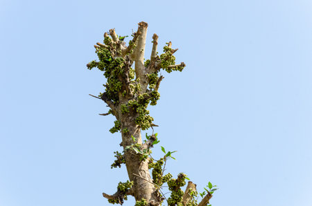 Natural wild figs on a treeの写真素材