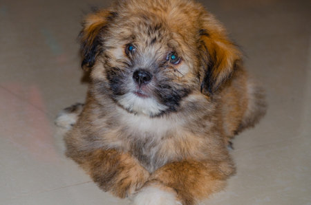 Mischievous cute fluppy Tibetan Lhasa puppy