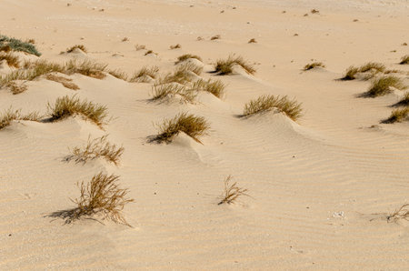 Desert landscape with desert shrubs and small desert plants
