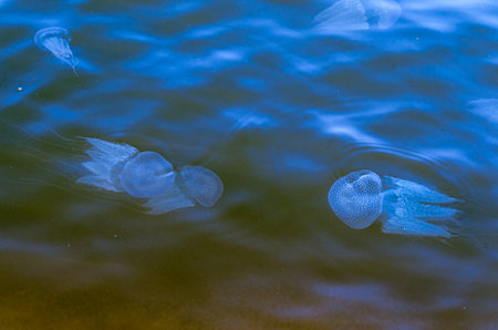 Fluorescent jelly fish in the Shambhavi river at Mulki, Mangalore, India