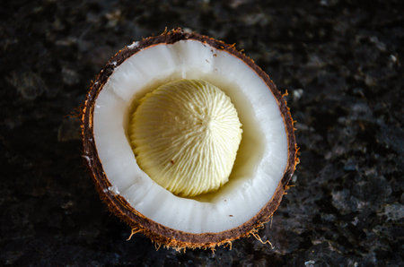 Coconut sprout in a cut coconutの写真素材