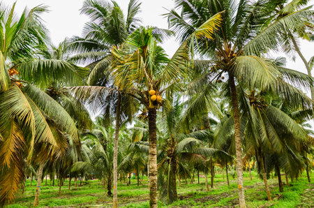 Coconut plantation with coconut palms and coconutsの写真素材