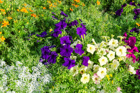 Assorted colorful flowers in a gardenの写真素材