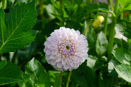 Dahlia flowers and buds on the plantの写真素材