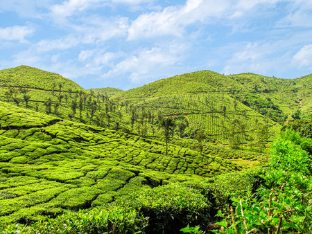 Tea gardens on the misty mountains of Ooty in Indiaの写真素材