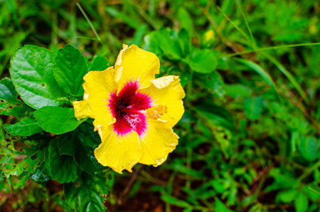 Hibiscus flower and buds on a plantの写真素材