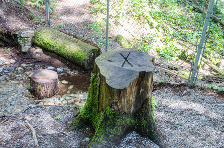 Moss covered Stump of a large old tree with 'X' inscribedの写真素材