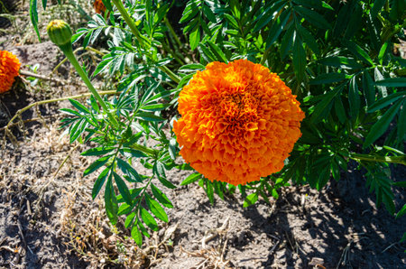 Marigold cultivation in a flower farm in the Fraser Valley, British Columbia, Canadaの写真素材