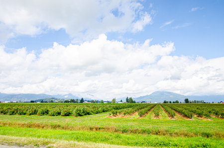 Lush green Blue Berry farms with cloud covered mountains in the background in Chilliwack, Fraser Valley, British Columbia, Canadaの写真素材