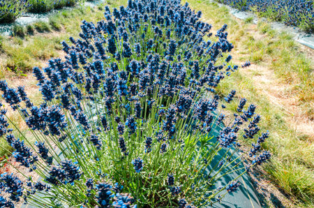 Lavender cultivation in a flower farm in Fraser Valley, British Columbia, Canada