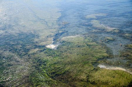 Seaweeds covered shallow water of Semiahmoo Bay at White Rock Pier in Surrey, BC, Canada