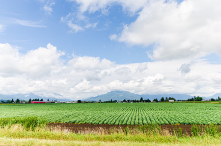 Lush green farms with cloud covered mountains in the background in Chilliwack, Fraser Valley, British Columbia, Canadaの写真素材