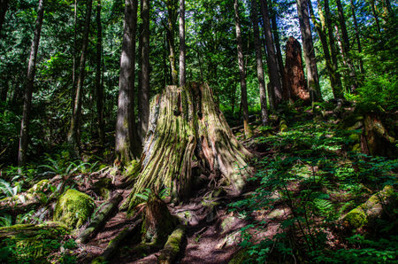 Decaying stump of a large tree in a dense forest with moss covered trees and rocks, Fraser Valley,...