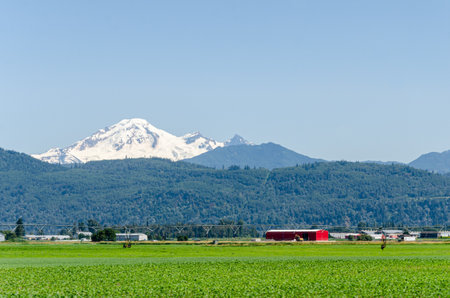 Agricultural farms in Mission, Fraser Valley, British Columbia, Canada. Mt Baker is seen in the...