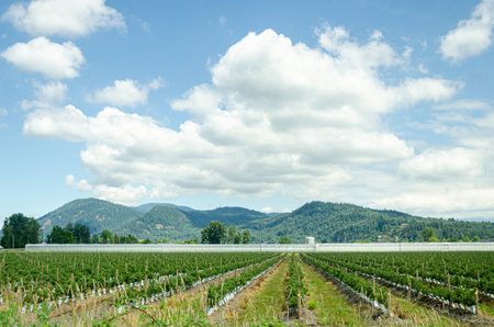 Blue Berry farms in the Fraser Valley, British Columbia, Canadaの写真素材