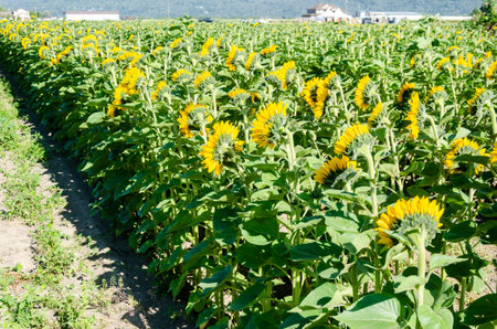 Sunflower cultivation in a flower farm in the Fraser Valley, British Columbia, Canadaの写真素材