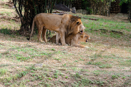 A pair of lionsの写真素材