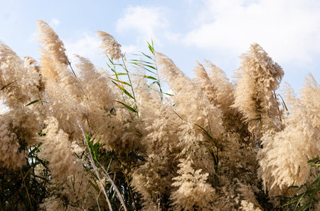 Pampas grass with flowers, lined along the banks of Al Laraana Lagoon in Qatar