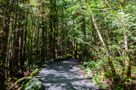 Pathway through a dense pine tree forest