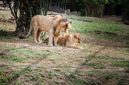 A pair of lions in a zoo