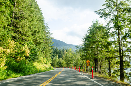Cultus lake park road lined with pine trees in Chilliwack, Fraser Valley, British Columbia, Canada