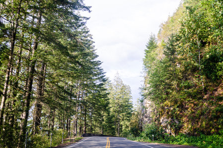 Cultus lake park road lined with pine trees in Chilliwack, Fraser Valley, British Columbia, Canada