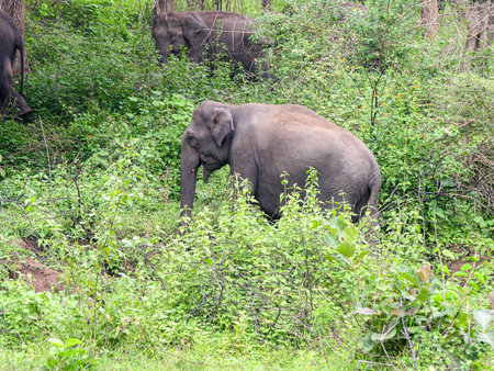 Elephants in Bhandipur reserve forest in Indiaの写真素材