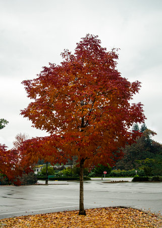 Mersmerising beauty of trees with green, red, orange and gold colors of autumn in Abbotsford, BC,...