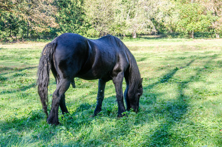 A Black stallion grazing in a pastureの写真素材