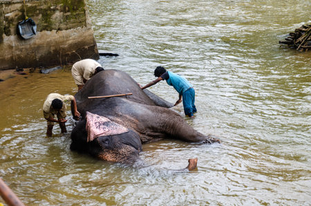 Elephant Camp at Dubare in Kushalnagar, Madikeri, Karnataka, Indiaの写真素材
