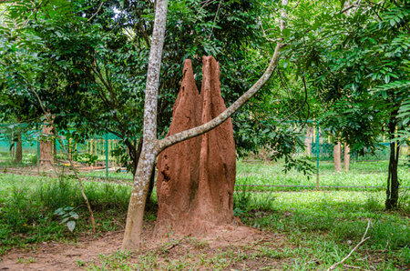 Large termite mound built around a tree in a forestの写真素材