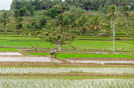 Traditional way of bullocks ploughing and manual rice cultivation in ruralの写真素材