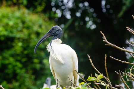 A Black headed Ibis and other migratory birds nesting in the Ranganathittu Bird Sanctuary in Mysore, Karnataka, Indiaの写真素材