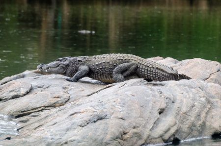 A large crocodile resting on a rock in the middle of Kaveri river in Ranganathittu bird sanctuary in...