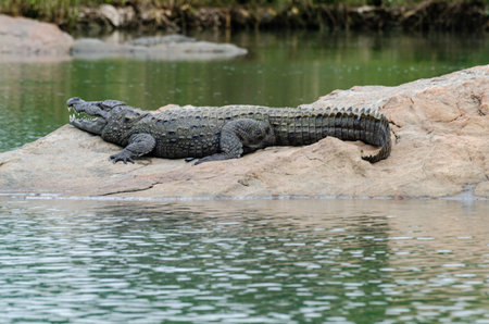 A large crocodile resting on a rock in the middle of Kaveri river in Ranganathittu bird sanctuary in...