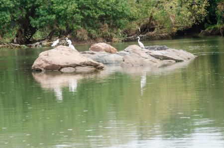 A view of Ranganathittu bird sanctuary in Mysore, Karnataka, Indiaの写真素材