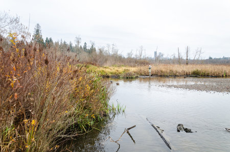 Burnaby Lake Regional Park, Burnaby, British Columbia, Canadaの写真素材