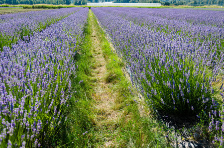 Lavender cultivation in a flower farm in Fraser Valley, British Columbia, Canada