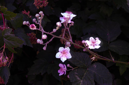 Wild flowers found in the Fraser Valley, BC, Canada