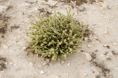 Exotic desert Shrubs - Surviving in the toughest conditions in Qatar desert