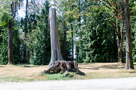 Dried decaying tree trunk in a park with assorted green treesの写真素材