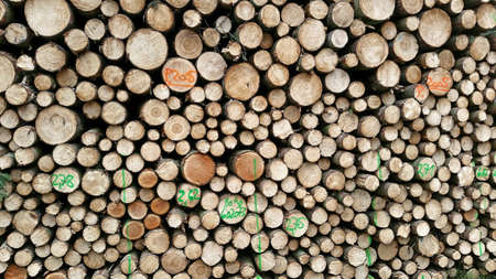 Freshly cutted trees waiting for transport.の素材